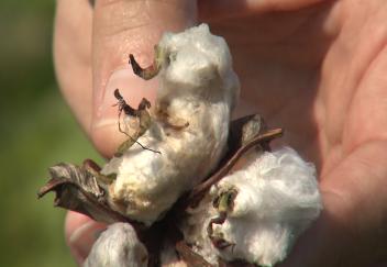 Louisiana crops damaged by floods